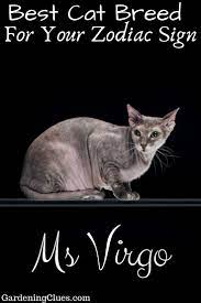 What Is The Best Cat Breed For Your Zodiac Sign Best Cat Breeds Cat Breeds Cats