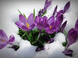 We're family owned and operated, and committed. Choose Flowers For The Cottage 48 Photos The Principles Of Arrangement How Beautiful Plant Plants At The Cottage Planting Schemes What Beautiful Flowers To Put In The Garden