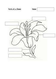 Knowing the different parts of a flower will help your students understand how honey is made and to be a good gardener. Parts Of Flower Diagram Teaching Resources
