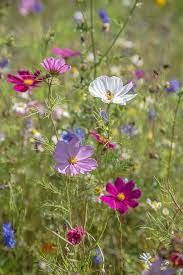 Cosmos By Nina Claridge Cosmos Flower Nature Pink Flowerfield Beautiful Rose Flowers Beautiful Flowers Flowers Nature
