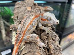 The government employees insurance company is an american auto insurance company with headquarters in chevy chase, maryland. Geckos Kleinanzeigen Geckos Anzeigenmarkt Geckos Marktplatz Geckos Annoncen Geckos Inserate