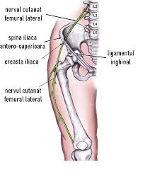 Nervii lombari ofera senzatie si putere muschilor din pelvis si picioare. Meralgia ParestezicÄ Sindromul Bernhardt Roth Ce Este Tratament