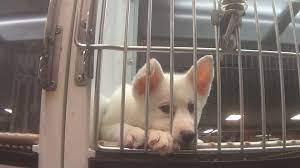 View our wide variety of available puppies for sale at petland mason in cincinnati, ohio! Complaints About Sick Petland Puppies Pour In After Hsus Undercover Investigation A Humane World