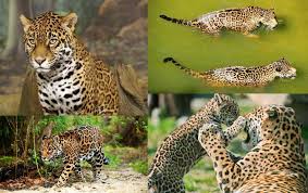 Despite being so emblematic, jaguars are also under serious threat. Jaguar Animal El Mas Grande Del Continente