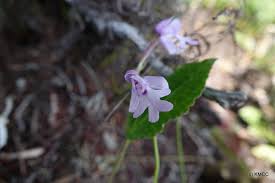 Image result for Cynorkis brevicalcar