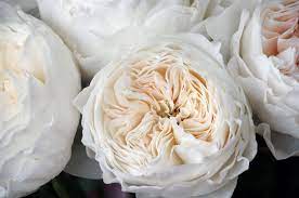 White Cloud Has A Classic Four Hearted Cup Shape A Bone White Color And No Fragrance You Can Only Get This Garden Garden Roses Centerpiece Rose Garden Rose