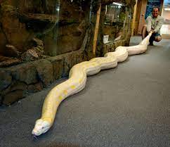 Posts About Fountan Valley On Real Army Of Moms Snake Pretty Valley