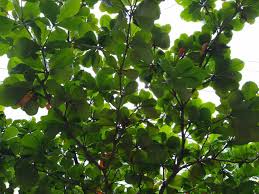 Image result for Terminalia stuhlmannii
