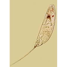 Image result for Thecacoris trichogyne