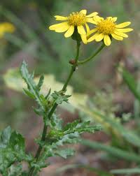 Image result for Senecio ruwenzoriensis