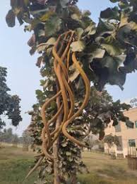 Image result for Fernandoa