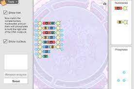 The building dna gizmo™ allows you to construct a dna. Building Dna Gizmo Lesson Info Explorelearning