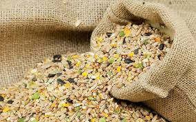 Good Housekeeping Hearst Bird Seed What Is A Bird Rodale S Organic Life