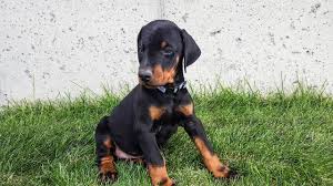 Maybe you would like to learn more about one of these? European Doberman Pinscher Puppy Check This Out Youtube