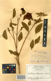 Image result for Lantana ukambensis