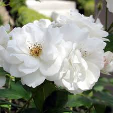 Always think, if you need a real admiring garden full of healthy plants and flowers, you must work from the sand. Flower Carpet Rose White Clarenbridge Garden Centre