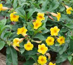 Image result for Allamanda schottii
