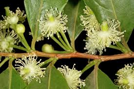 Image result for Aphloia theiformis