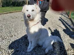 Thinking a golden retriever mix could be the perfect dog for your family? Sara Hundehilfe Mariechen