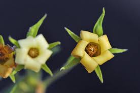 Image result for Diospyros lycioides