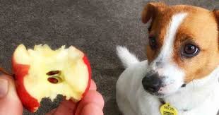 Try sprinkling a few small apple pieces on top of their regular meal to introduce the fruit. Relax Dogs Can Eat Apple Cores Seeds Walkerville Vet