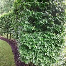 Maybe you would like to learn more about one of these? Buy European Hornbeam Carpinus Betulus 20 Seeds Online Seeds Hobbyseeds Store