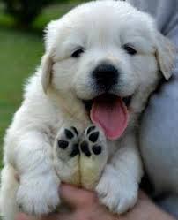 Golden Retriever Puppy Puppies Dogs And Puppies Cute Baby Animals