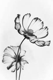 See more ideas about white flower photos, black and white, flower photos. Ethereal Image Of Cosmos Flowers Wins Photo Competition Bbc News