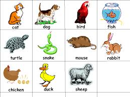 Why are so many animals named after other animals?. Pet Flash Cards