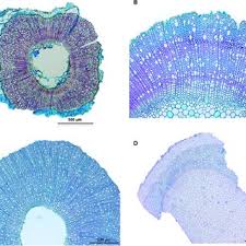 Image result for Hedythyrsus thamnoideus
