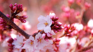 Feel free to send us your own wallpaper and we will consider adding it to appropriate category. 24 Sakura Flowers Wallpapers Wallpaperboat