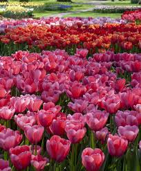 View all shipments of ednie flower bulb inc. Flower Bulb Index