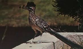 Birds Of West Texas Photos West Texas The Roadrunner Bird Vintage Unposted Nature Postcard Postcard Road Runner Nature