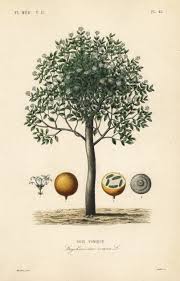 Image result for Strychnos