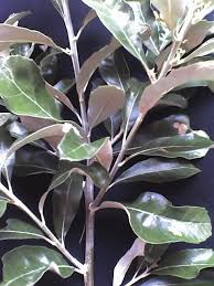 Image result for Brachylaena discolor