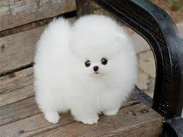 Four of the small white dog breeds we're sharing today fall under the barbichon group that originated. Baby Teacup Baby White Pomeranian Dog Novocom Top