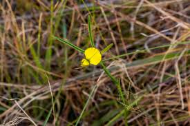Image result for Helichrysum harveyanum