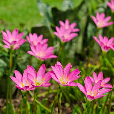 Maybe you would like to learn more about one of these? Daftar Nama Nama Bunga Yang Tumbuh Dengan Mudah Di Taman Rumah
