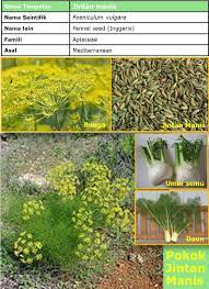10.215 resep jintan manis ala rumahan yang mudah dan enak dari komunitas memasak terbesar dunia! Jintan Manis Fennel Seed Rempah Ratus Wannura