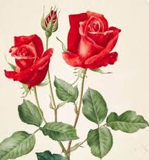 Epine De Rose A Rose Rouge Red Fleur Flower Blumen Floral Illustration Botanic Dessin De Rose Peinture Fleurs Aquarelle Florale