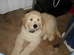 If you are unable to find your companion in our dogs for adoption sections, please consider looking thru the directory of rescue organizations, to see if they have any current dogs for adoption listings. Nice Haircut Goldendoodle Pinterest Goldendoodle Haircuts Goldendoodle Dog Haircuts