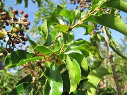 Image result for Galpinia transvaalica