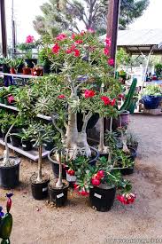 It's considered mesic in its water use and not meant for desert landscapes. Pruning Desert Rose Adenium Obesum Joy Us Garden