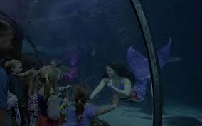 See more ideas about real mermaids, mermaid, mermaids and mermen. Want To See Real Life Mermaids Visit Florida S City Of Live Mermaids Makemytrip Blog