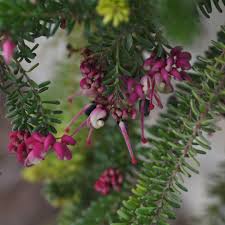 Image result for Grevillea