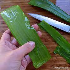The gel is the clear substance. The Best Way To Use Fresh Aloe Vera For Sunburns Lovely Greens