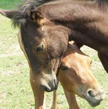 The information on this site is intended as a general reference for internet users. Das Pferd Geliebt Verehrt Und Doch Ausgebeutet Tierrechte De Menschen Fur Tierrechte Bundesverband Der Tierversuchsgegner E V