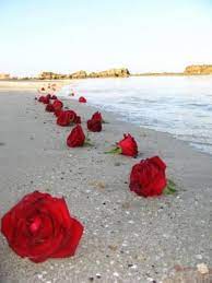Garden roses floral design pink centifolia roses. 10 Roses On The Beach Ideas Beach Rose Flowers