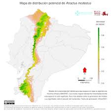 Image result for Atractus modestus