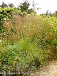 Image result for Stipa